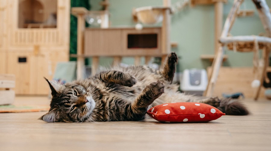 Chat qui se roule de plaisir sous l'effet de l'herbe à chat, à côté d'un coussin Herbacha rouge à pois