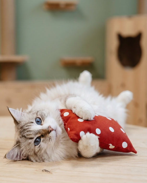 Chat câlinant un coussin Herbacha fait main au Fluffy Cat Hotel