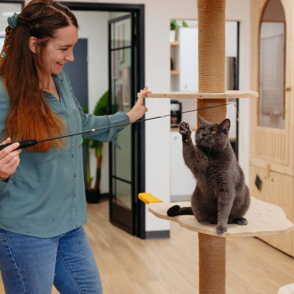 Chat heureux en séjour, pension pour chat Biot