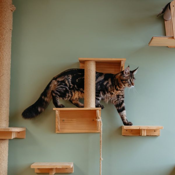 Pension pour chat