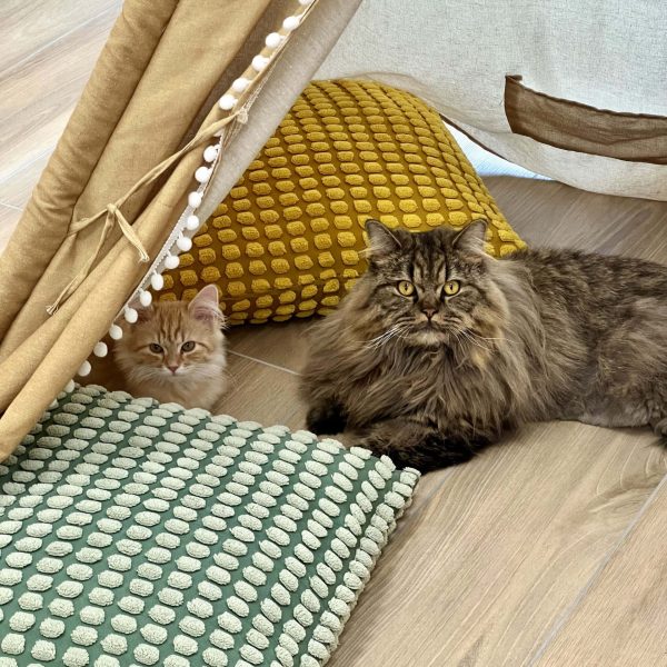 Chat paisible en vacances, hôtel pour chat Biot, Côte d'Azur