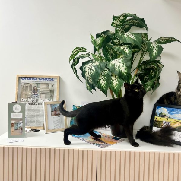 Espace détente, pension pour chat Biot