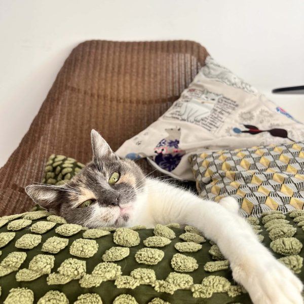Chat au Fluffy Cat Hotel