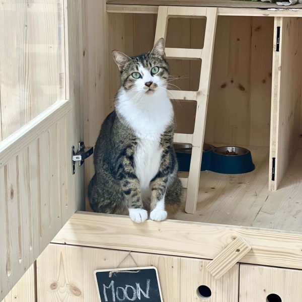 Soins quotidiens pour chats au Fluffy Cat Hotel Biot