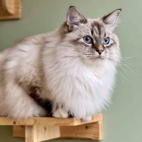 Marion, fondatrice du Fluffy Cat Hotel