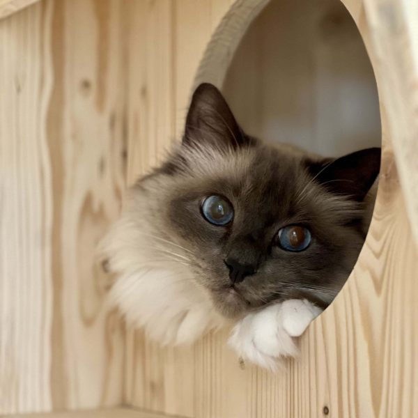 Chat qui joue à l'hôtel pour chats Fluffy Cat Hotel Biot