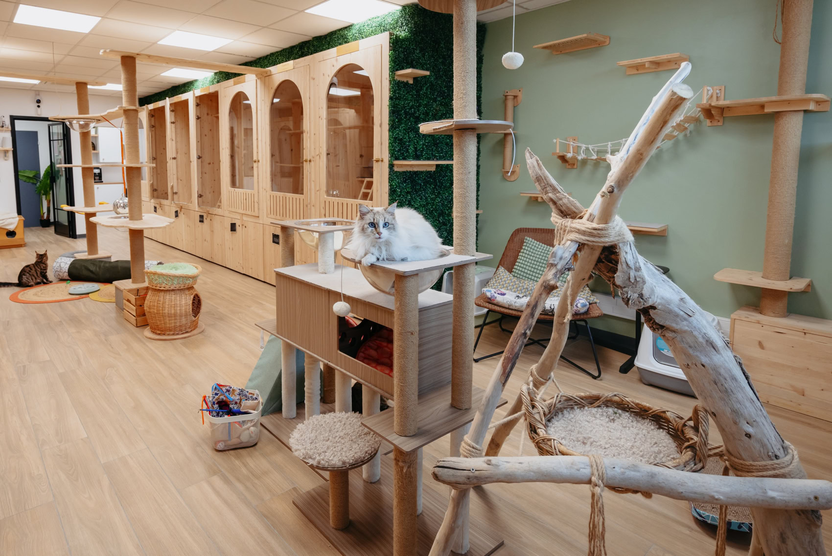 Fluffy Cat Hotel, Vue de l'hôtel pour chats à Biot