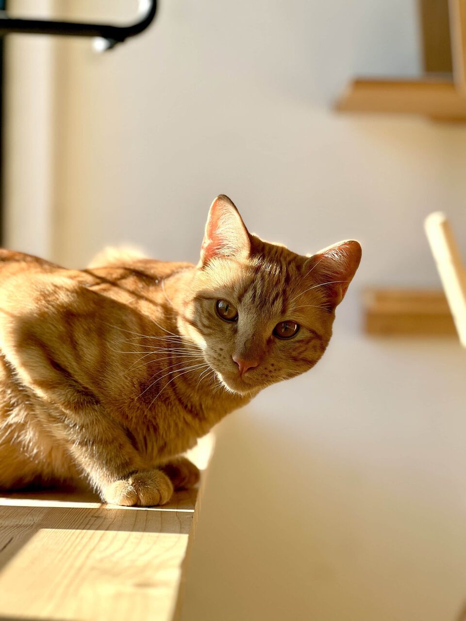 Pension pour chat à Biot - espace commun Fluffy Cat Hotel