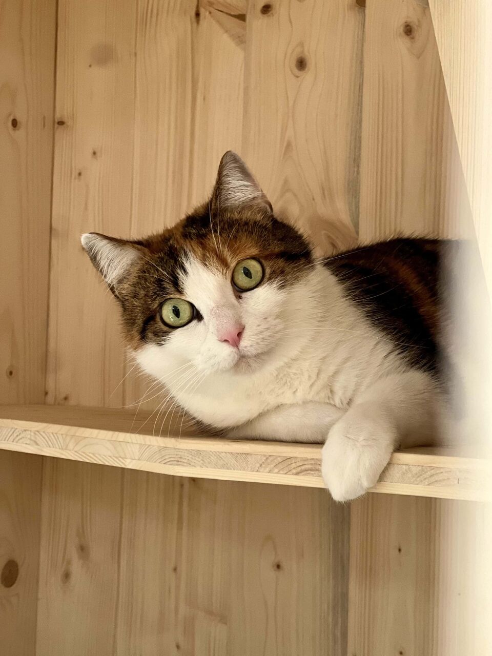 Espace de jeux pour chats - Fluffy Cat Hotel Biot