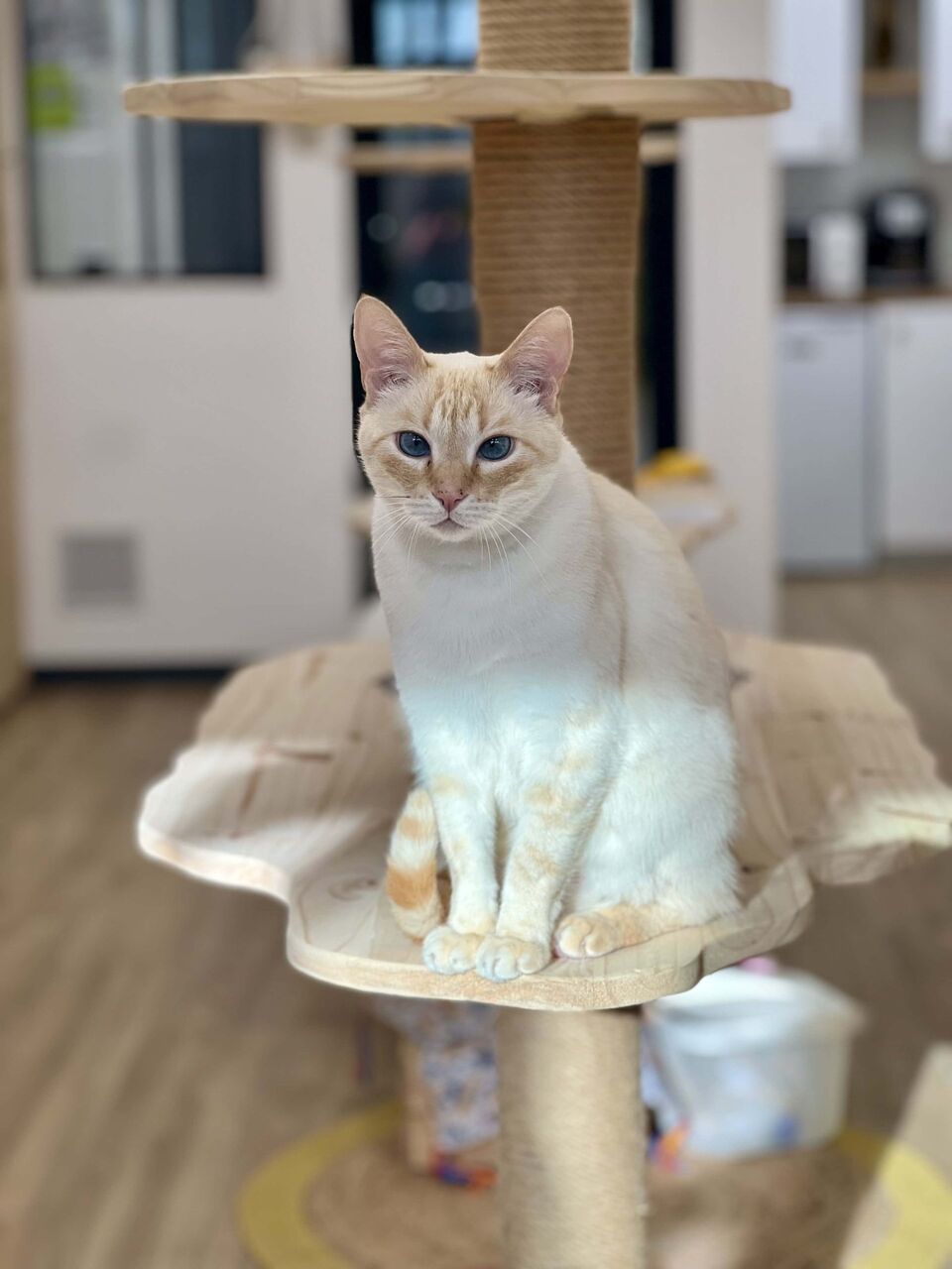 Chambre privative pour chat - pension chat Biot