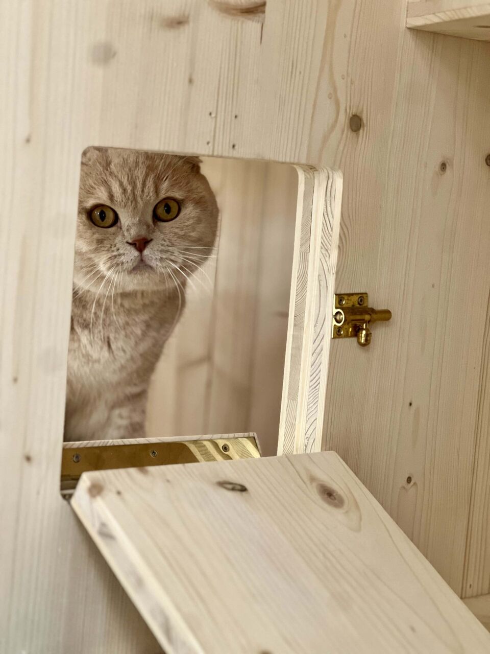 Chat en séjour à l'hôtel pour chats Biot