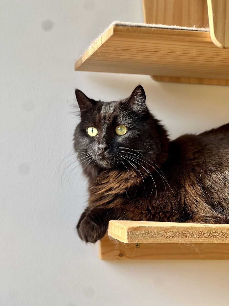 Hôtel pour chat Côte d'Azur - Fluffy Cat Hotel
