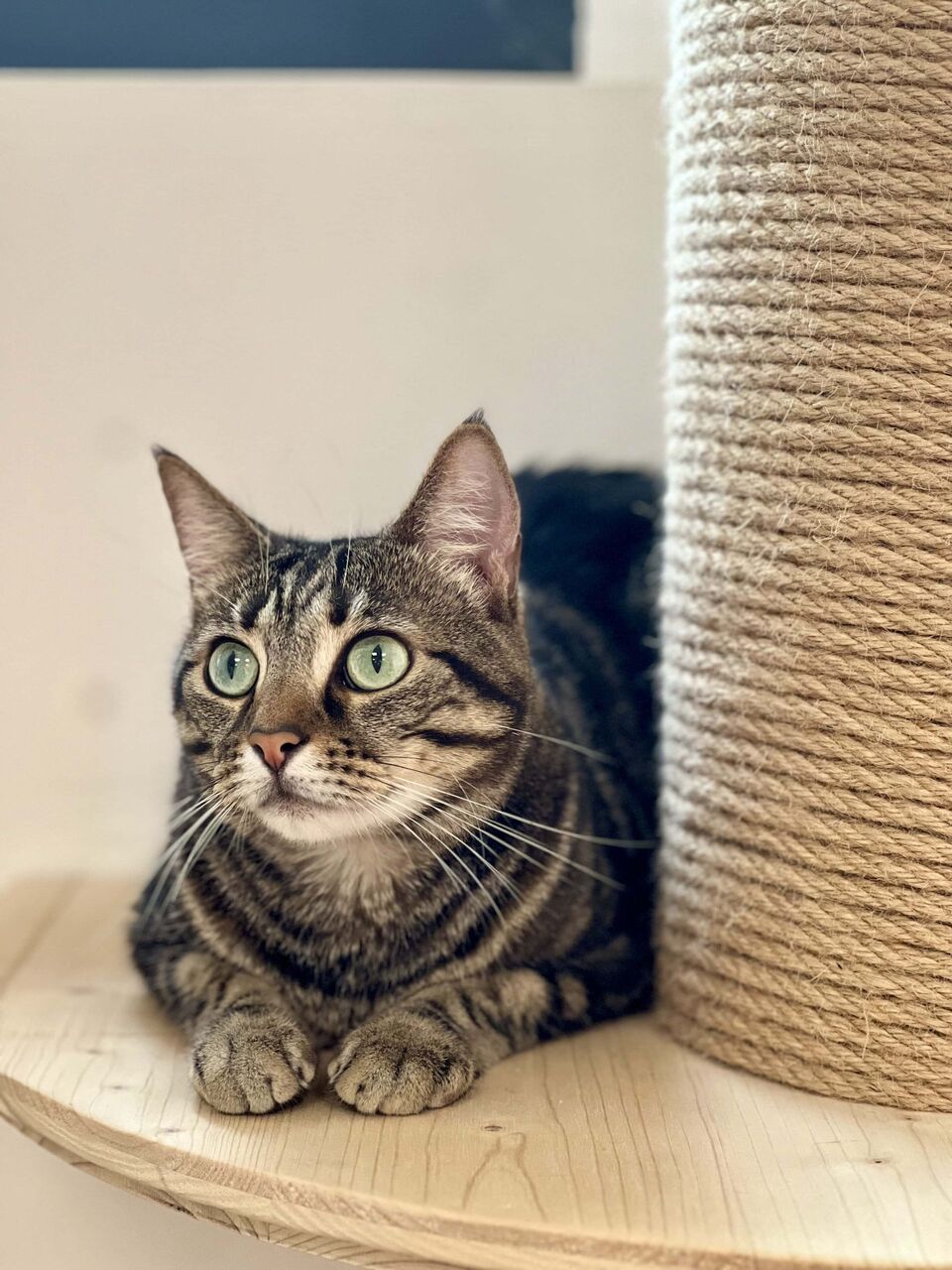 Vue générale de la pension pour chats à Biot