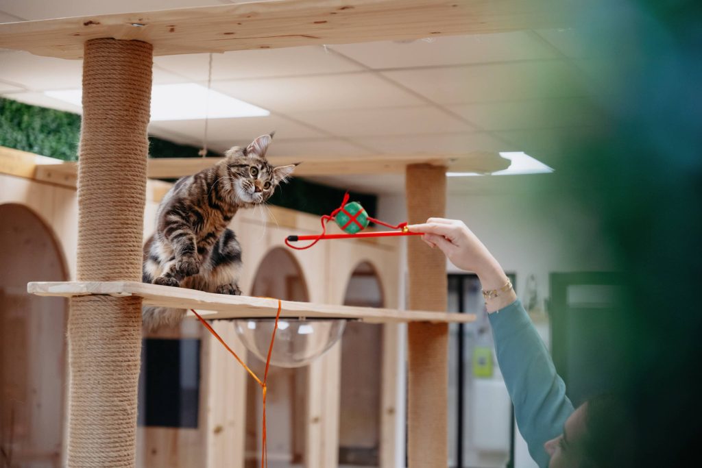 Chambres individuelles Fluffy Cat Hotel